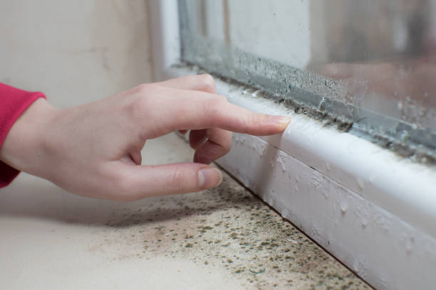  Temesl Valley, CA Mold Removal Pros